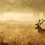 Pipestone-Minnesota-Relocation-Guide